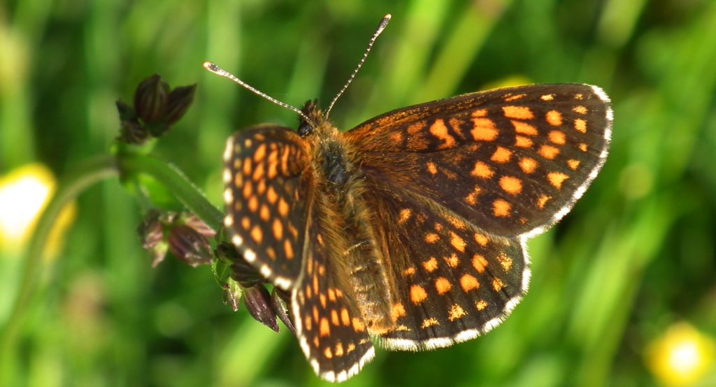 Przeplatka atalia (Melitaea athalia)