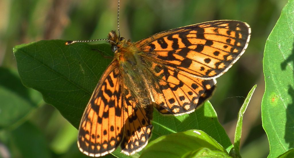 Dostojka selene (Boloria selene)