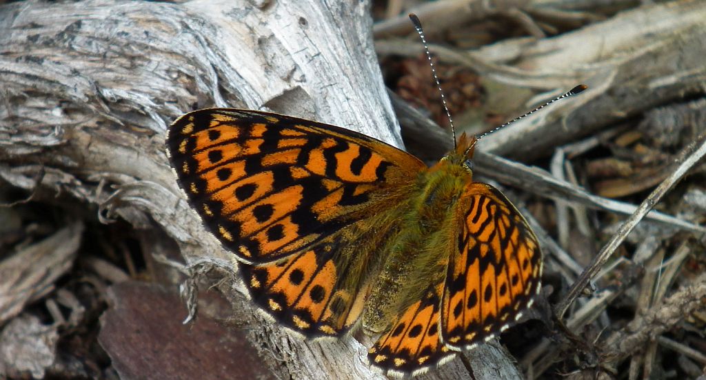 Dostojka eufrozyna (Boloria euphrosyne)