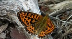 Dostojka eufrozyna (Boloria euphrosyne)