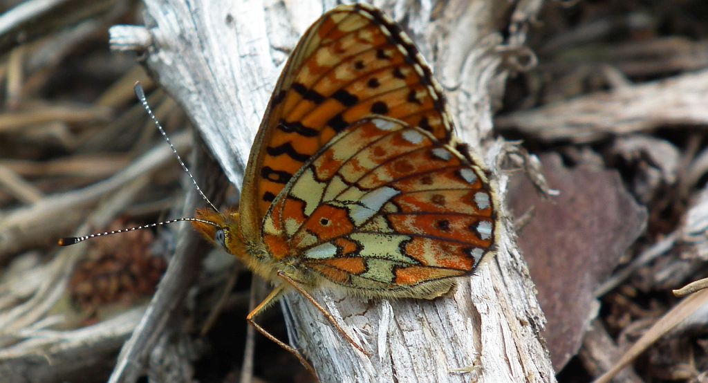Dostojka eufrozyna (Boloria euphrosyne)
