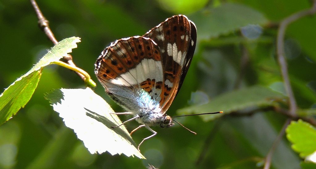 Pokłonnik kamila/wróż (Limenitis camilla)
