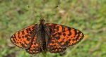 Przeplatka didyma (Melitaea didyma)