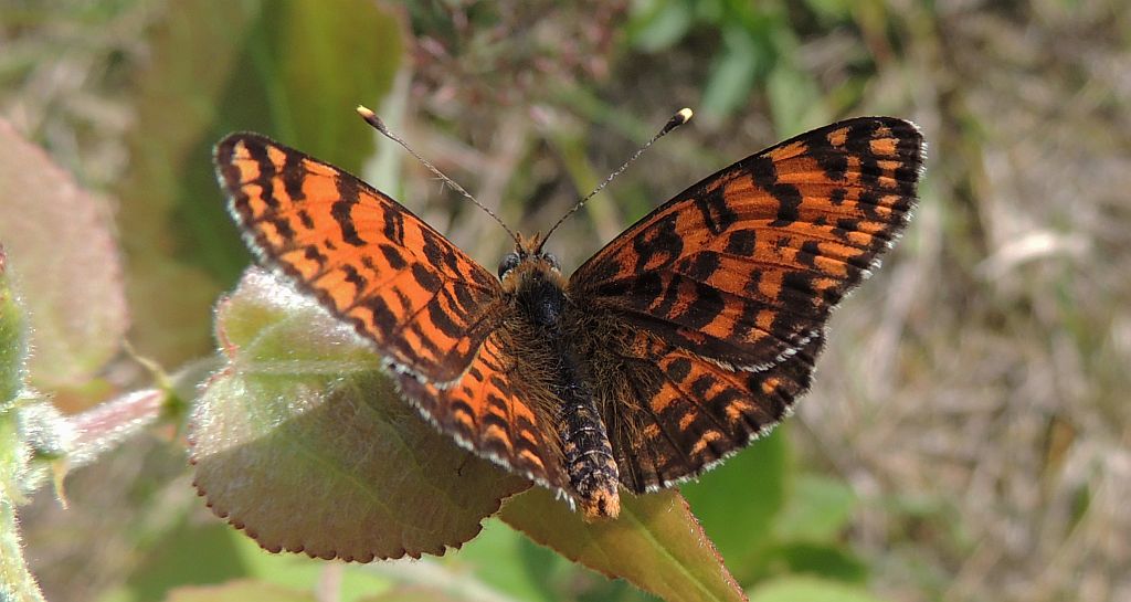 Przeplatka didyma (Melitaea didyma)