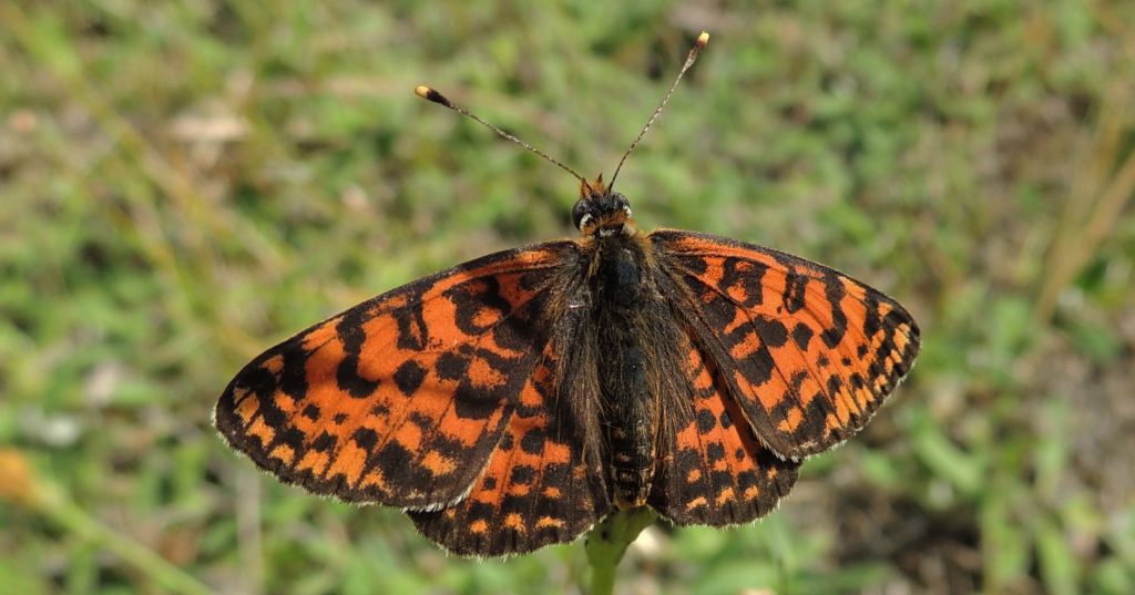 Przeplatka didyma (Melitaea didyma)