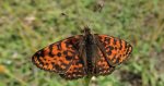 Przeplatka didyma (Melitaea didyma)