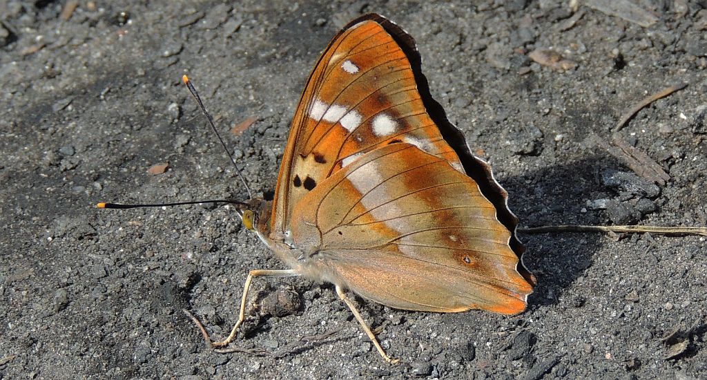 Mieniak strużnik (Apatura ilia)