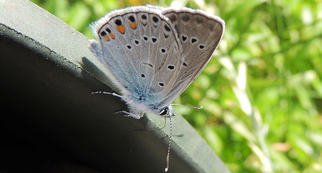 Modraszek amandus (Polyommatus amandus)