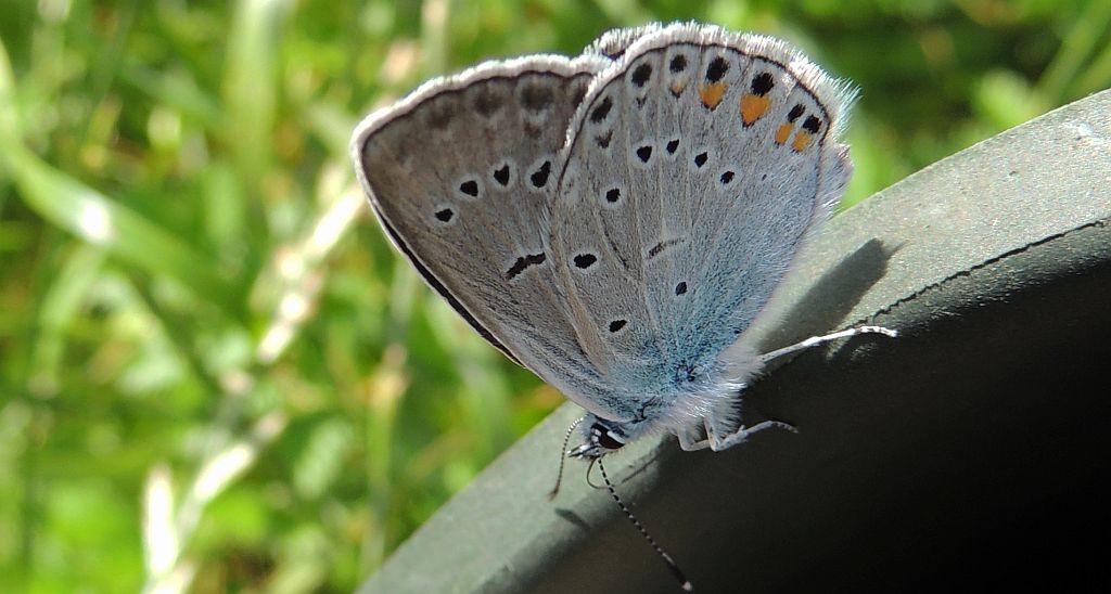 Modraszek amandus (Polyommatus amandus)