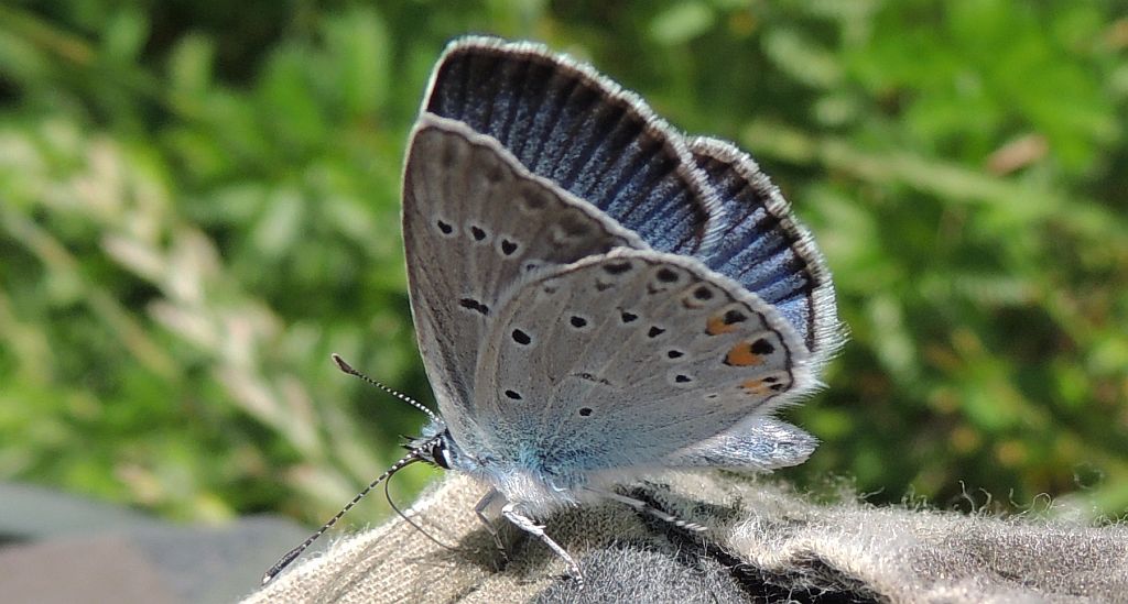 Modraszek amandus (Polyommatus amandus)
