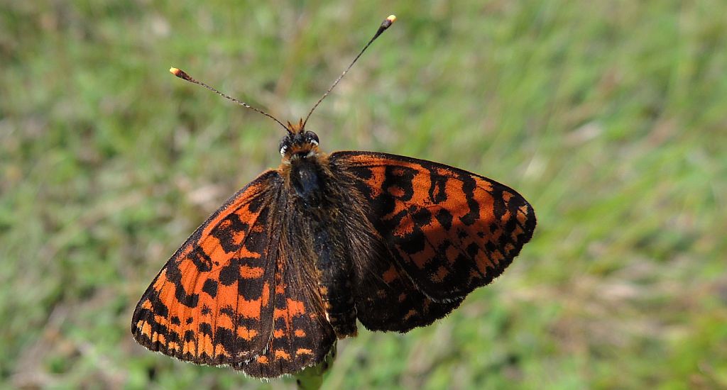 Przeplatka didyma (Melitaea didyma)
