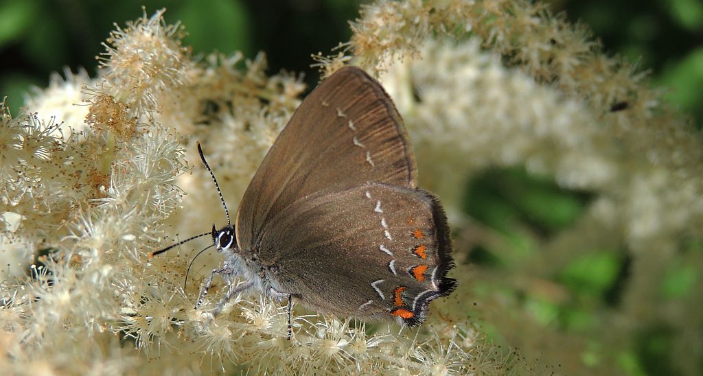Ogończyk ostrokrzewowiec (Nordmannia ilicis)