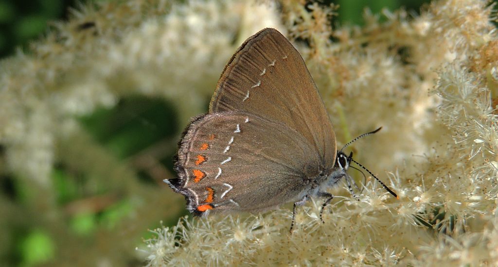 Ogończyk ostrokrzewowiec (Nordmannia ilicis)