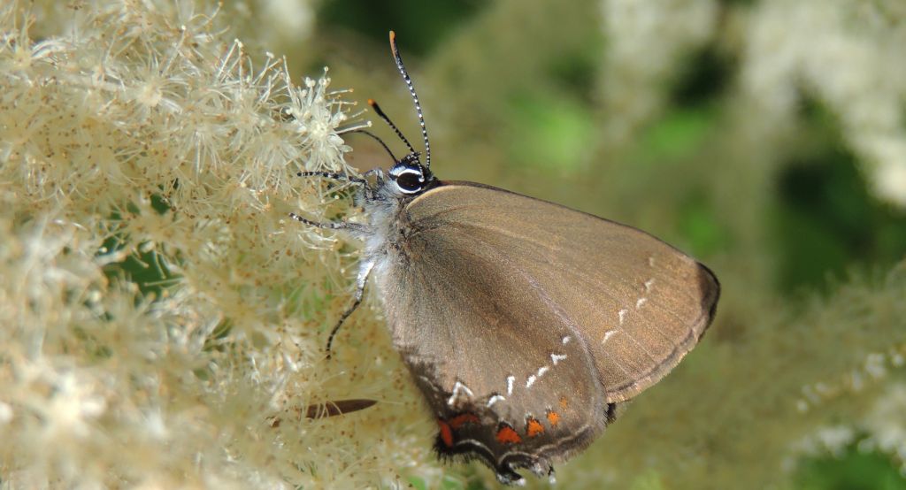 Ogończyk ostrokrzewowiec (Nordmannia ilicis)