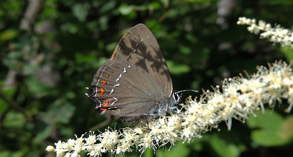 Ogończyk ostrokrzewowiec (Nordmannia ilicis)