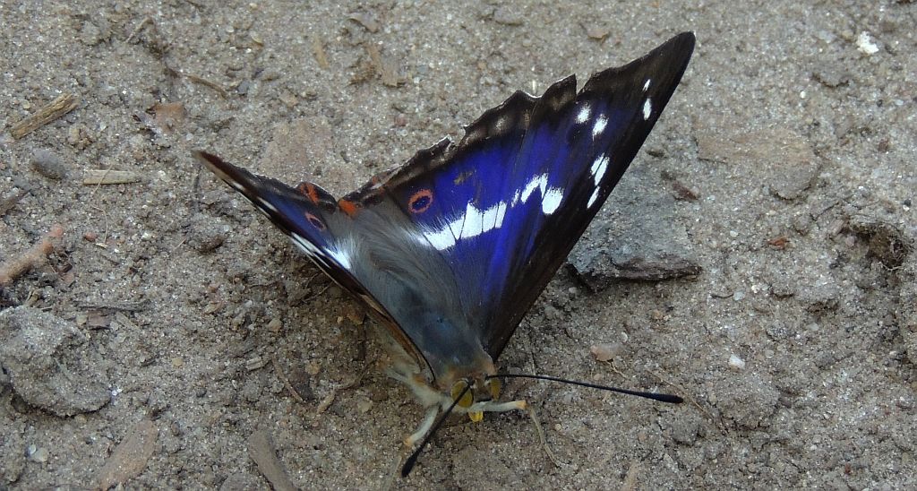 Mieniak strużnik (Apatura ilia)