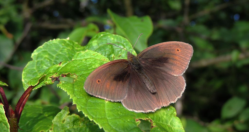 Przestrojnik jurtina (Maniola jurtina)