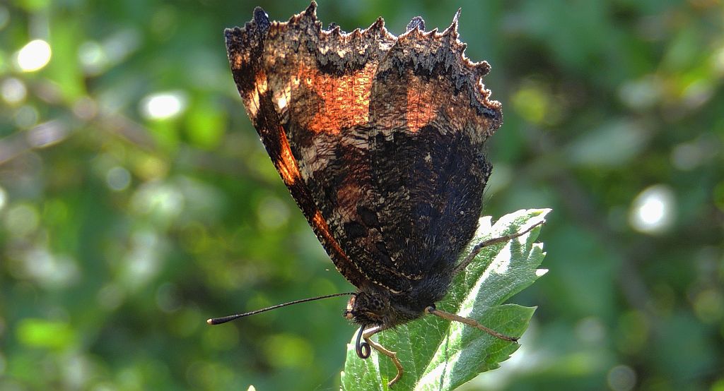 Rusałka drzewoszek (Nymphalis xanthomelas)