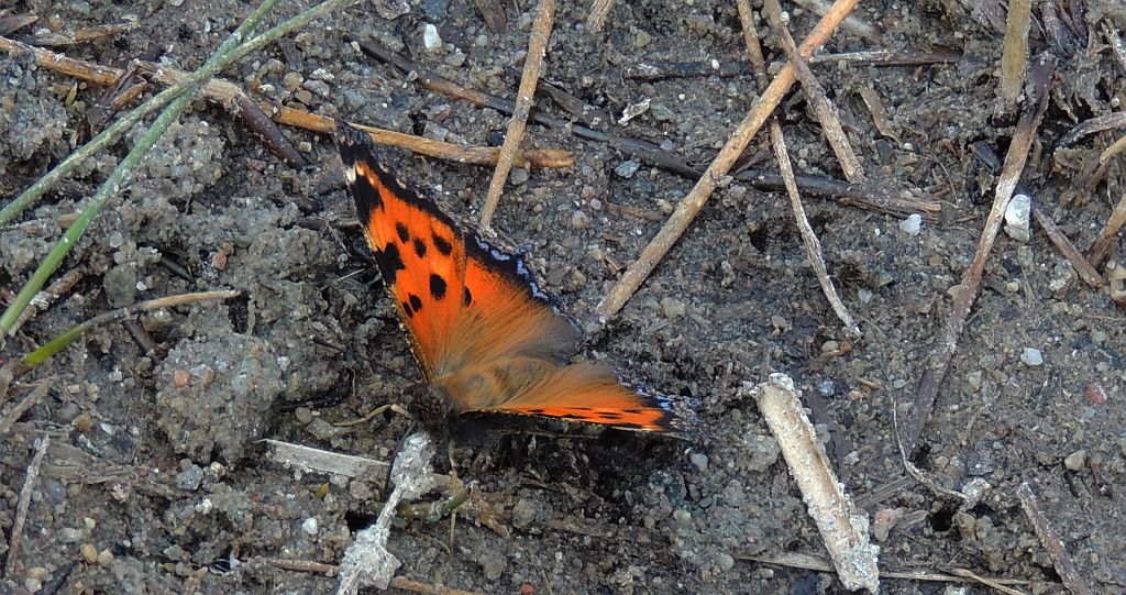 Rusałka drzewoszek (Nymphalis xanthomelas)