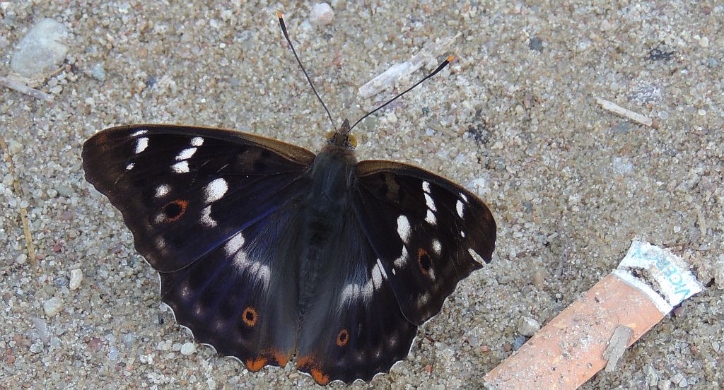 Mieniak strużnik (Apatura ilia)