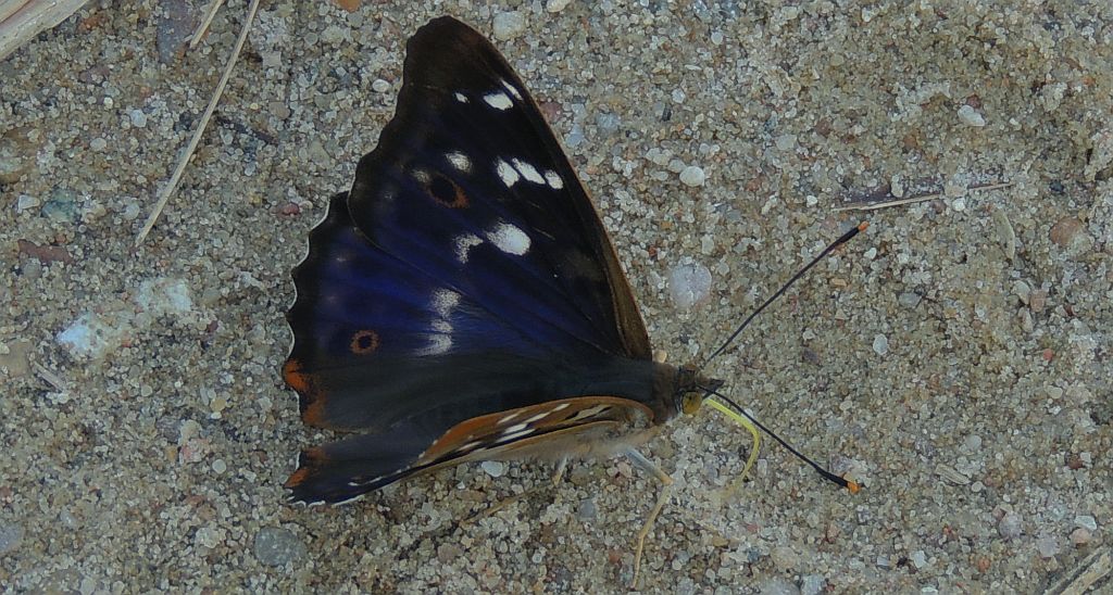 Mieniak strużnik (Apatura ilia)