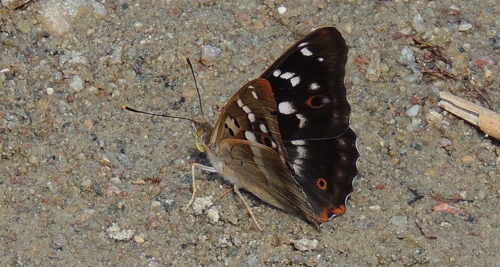 Mieniak strużnik (Apatura ilia)