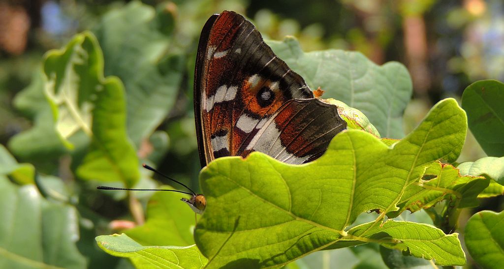 Mieniak tęczowiec (Apatura iris)