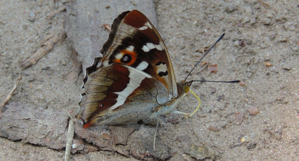 Mieniak tęczowiec (Apatura iris)