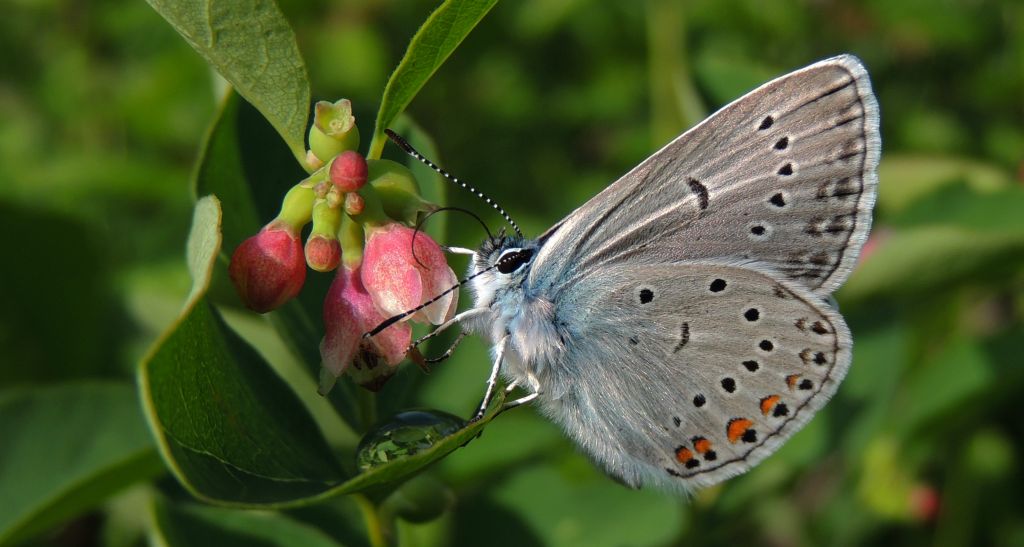 Modraszek amandus (Polyommatus amandus)