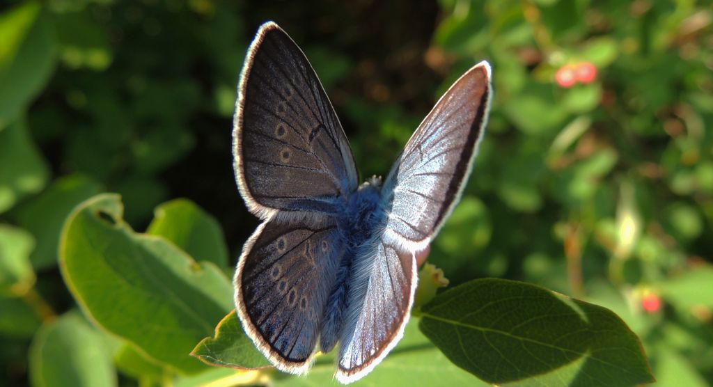 Modraszek amandus (Polyommatus amandus)