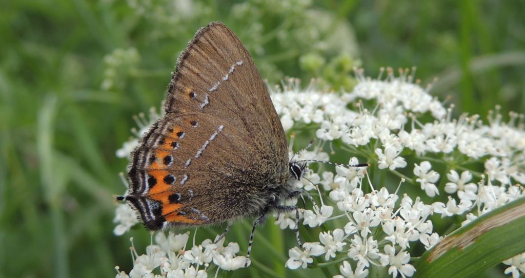 Ogończyk śliwowiec (Satyrium pruni)
