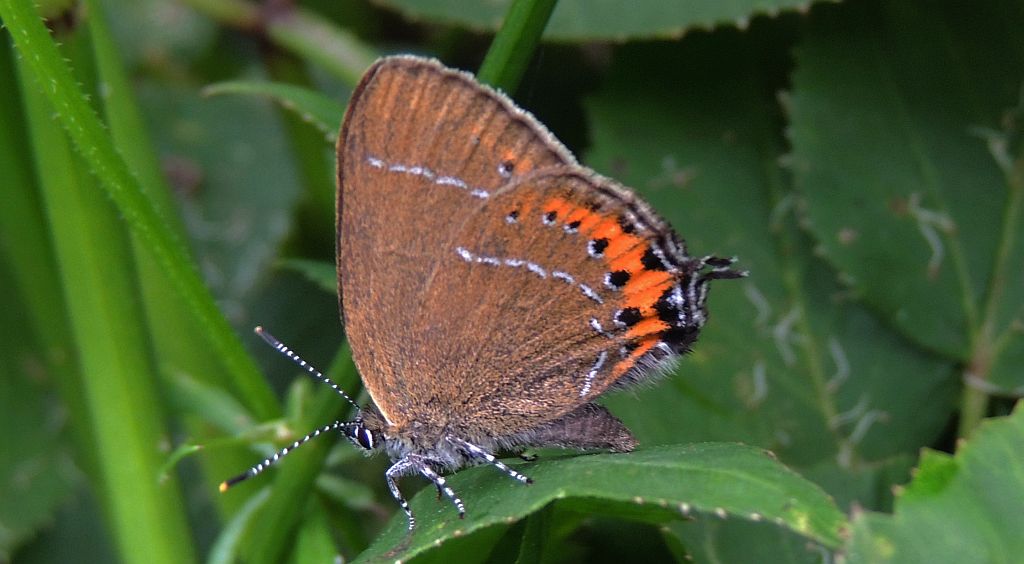 Ogończyk śliwowiec (Satyrium pruni)