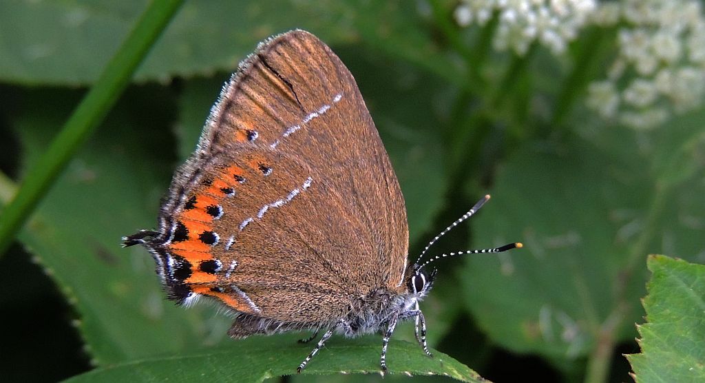 Ogończyk śliwowiec (Satyrium pruni)