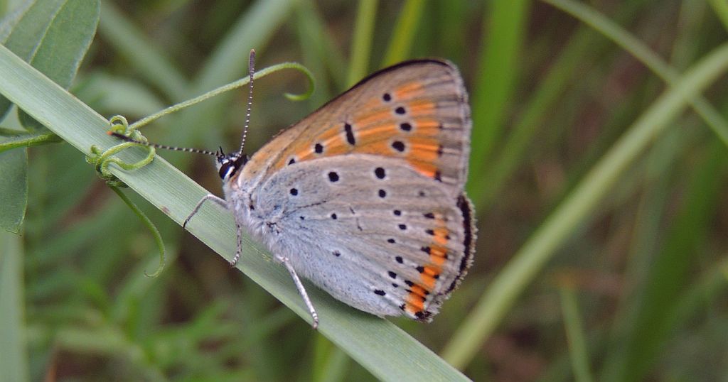 Czerwończyk nieparek (Lycaena dispar)