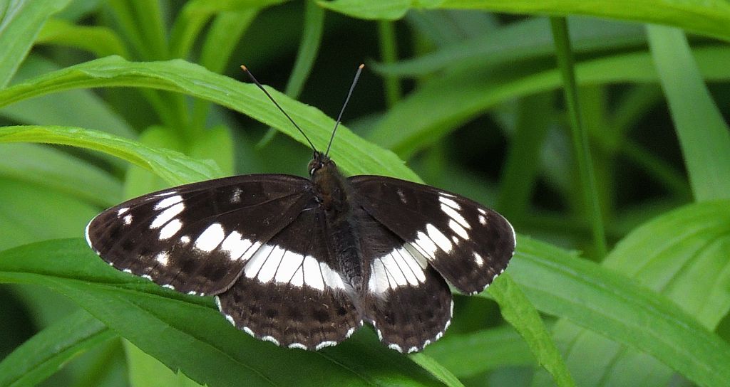 Pokłonnik kamila/wróż (Limenitis camilla)