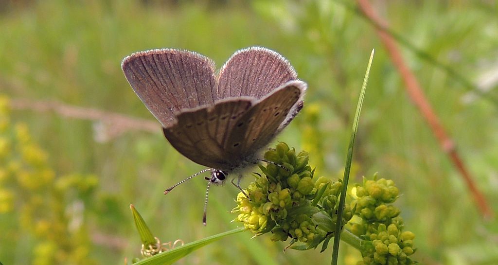Modraszek semiargus (Cyaniris semiargus)