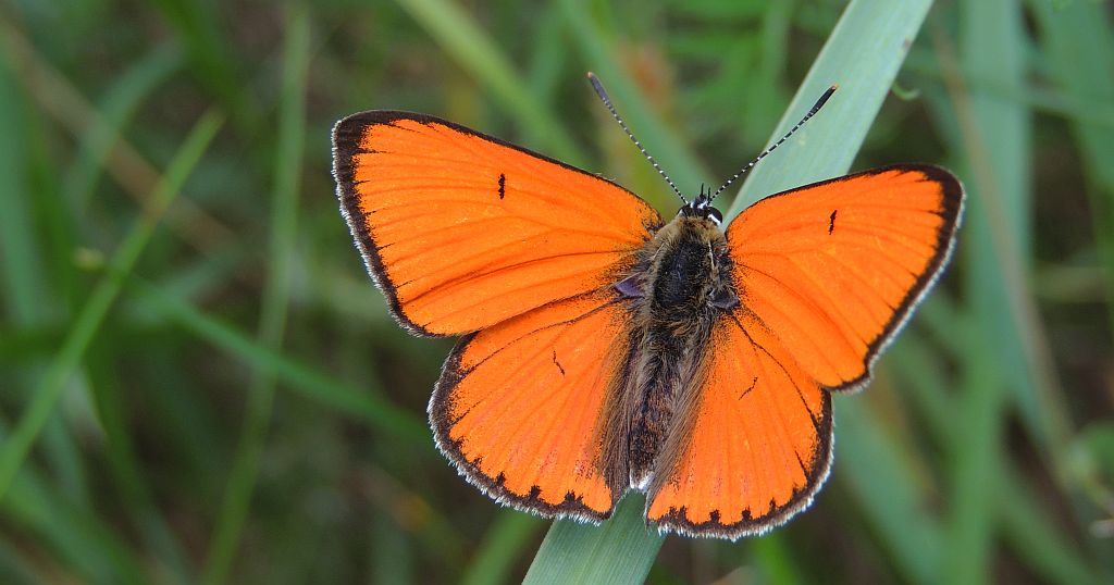 Czerwończyk nieparek (Lycaena dispar)