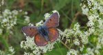 Czerwończyk zamgleniec (Lycaena alciphron)