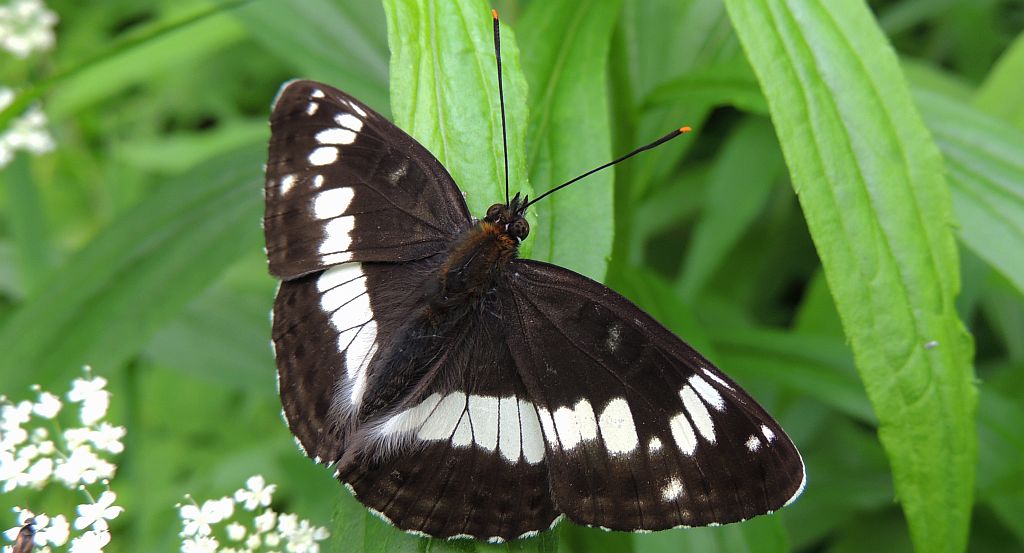 Pokłonnik kamila/wróż (Limenitis camilla)