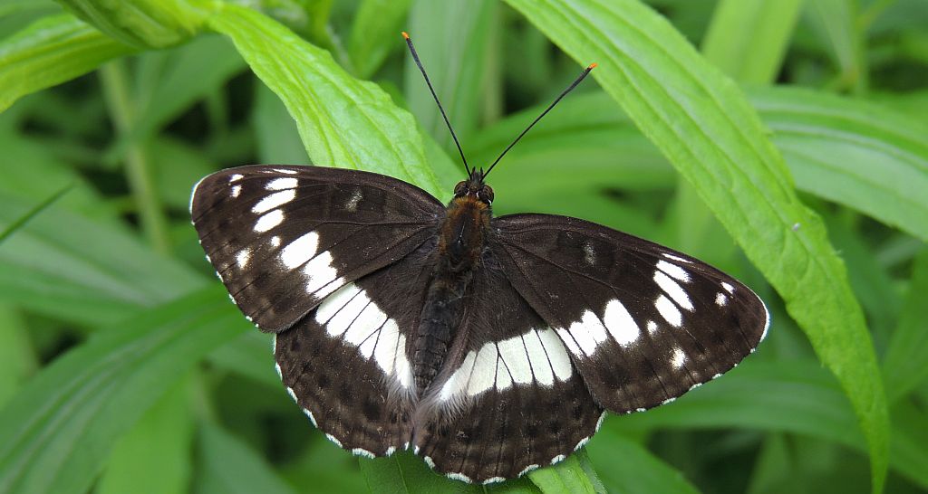 Pokłonnik kamila/wróż (Limenitis camilla)