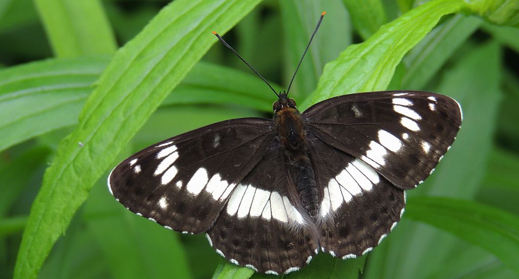 Pokłonnik kamila/wróż (Limenitis camilla)