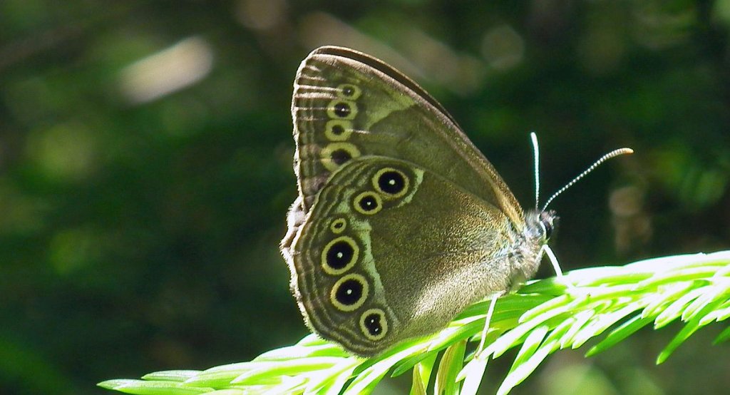 Osadnik wielkooki (Lopinga achine)