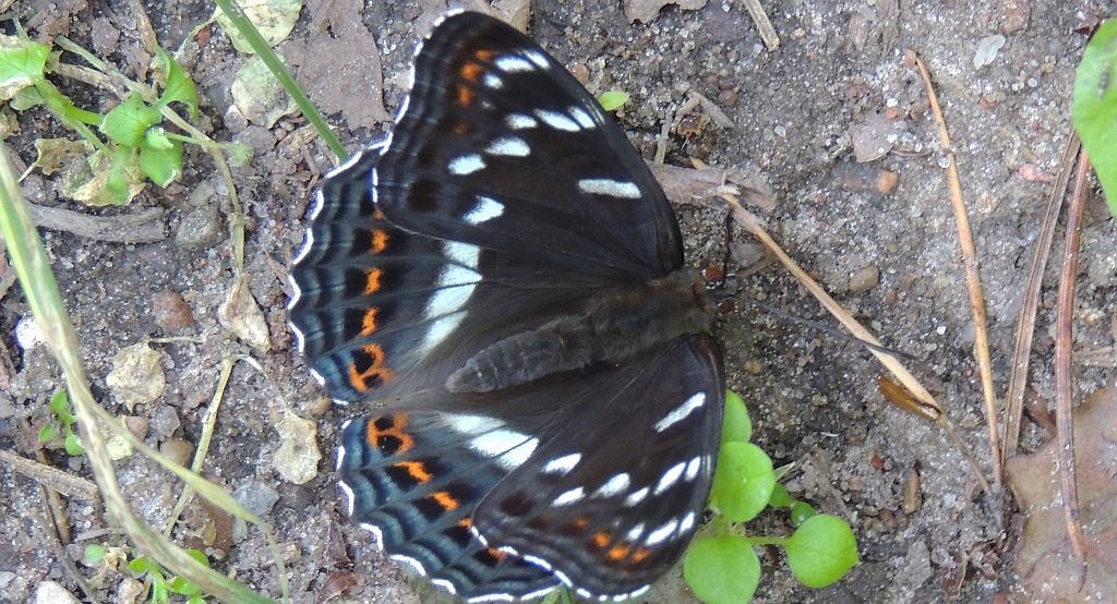 Pokłonnik osinowiec (Limenitis populi)