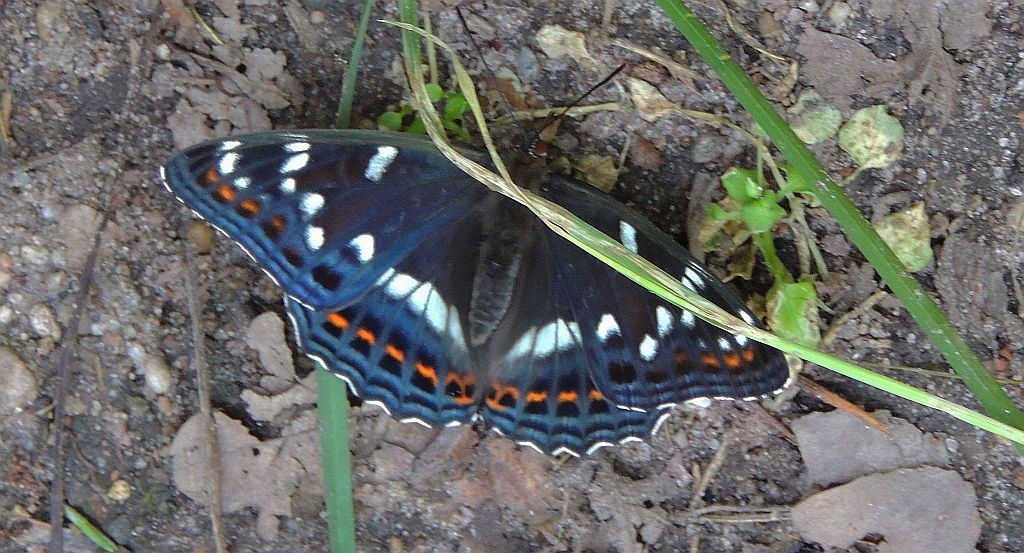 Pokłonnik osinowiec (Limenitis populi)