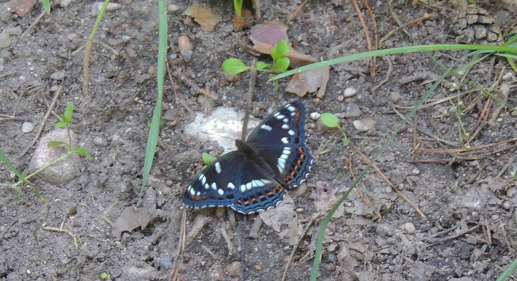 Pokłonnik osinowiec (Limenitis populi)