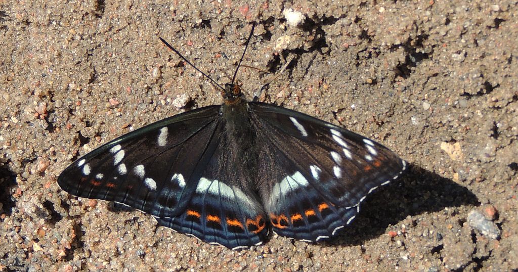 Pokłonnik osinowiec (Limenitis populi)