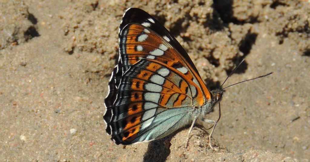 Pokłonnik osinowiec (Limenitis populi)
