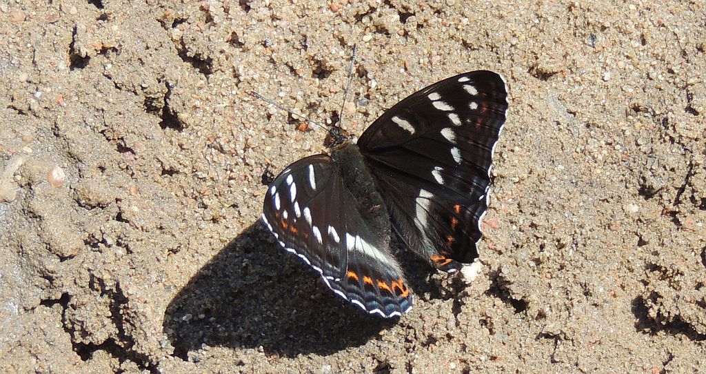 Pokłonnik osinowiec (Limenitis populi)