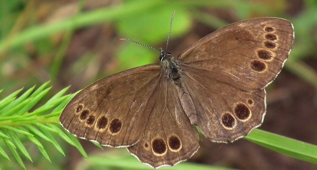 Osadnik wielkooki (Lopinga achine)