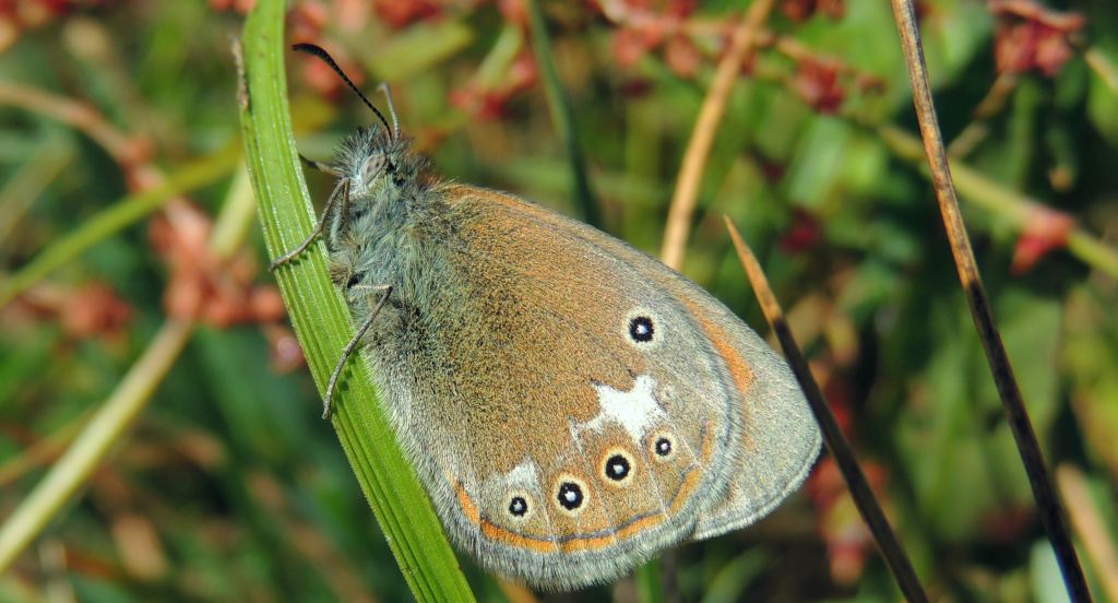 Strzępotek glicerion (Coenonympha glycerion)